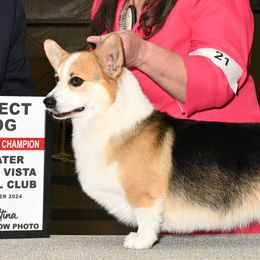 AKC Grand Champion "Bogie" - Pembroke Welsh Corgi