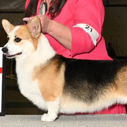 AKC Grand Champion "Bogie" - Pembroke Welsh Corgi