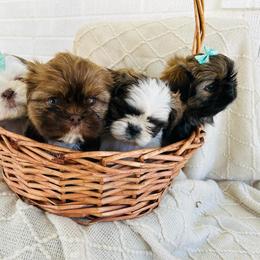 Shih Tzu Puppies from Trinity Shih Tzu
