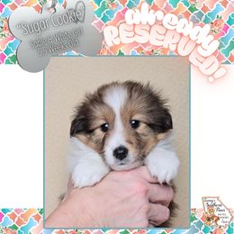 Girl 2 - Sugar Cookie - Sable and white female Shetland Sheepdog puppy in Elberton, Georgia from Ioney's Southern Paws Shelties, Frenchies, and Yorkies