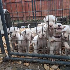 Dogo Argentino Puppies from De la Fuerza de Dios