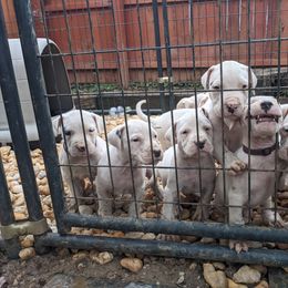 Dogo Argentino Puppies from De la Fuerza de Dios