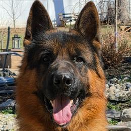 German Shepherds from Hamza Chaudhary