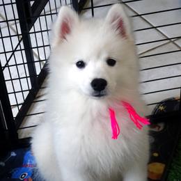 PINK - Claude MONET - White female American Eskimo Dog puppy in Redlands, Ca, Usa, California from Tribe of Aryelle