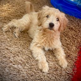 Red collar girl - Cream female Labradoodle puppy in Pollock Pines, California from Goindoodles