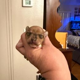Pup A - White and tan male Toy Fox Terrier puppy in Clermont, Florida from Debbie Hiles's Toy Fox Terriers