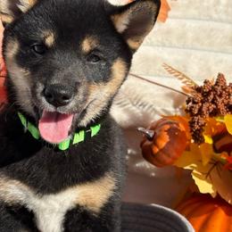 Ciara - Black and tan female Shiba Inu puppy in Elizabeth, New Jersey from Shiba Inu Loving Care