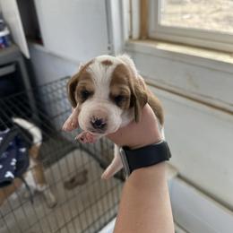Girl 1 - Brown black and white female Basset Hound puppy in Las Animas, Colorado from J&D Dachsies