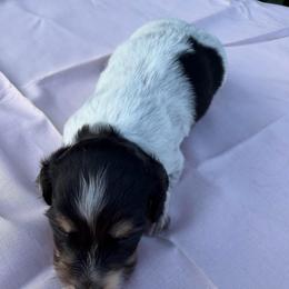 Girl 1 - Piebald female Dachshund puppy in Hanford, California from Cooper Gals Doxies
