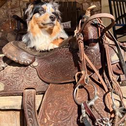 Miniature Australian Shepherd All Grown Up from Chiron Mini Aussies