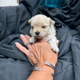 Major - White and tan male Morkie puppy in Taylorsville, North Carolina from Mountain Top Hot Tailz