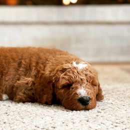 Goldendoodle Puppies from NettyDoodles