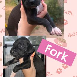 FORK - Black female Great Dane puppy in Wellsville, New York from Prophecy Danes