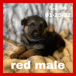 German Shepherd Puppies from Dady Shepherds
