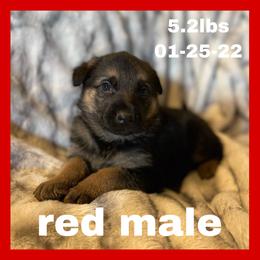 German Shepherd Puppies from Dady Shepherds