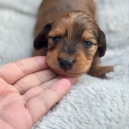 Posie - Dapple female Dachshund puppy in Lincoln, California from ForeversEdge Doxies