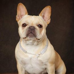 Boxers and French Bulldogs from Cinergy Boxers and French Bulldogs