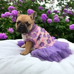 French Bulldog Puppies from Bullish Pride