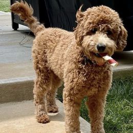 Goldendoodles and Labradoodles from Exotic and Designer Doodles
