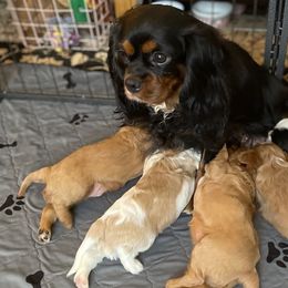 Cordelia - Cavalier King Charles Spaniel