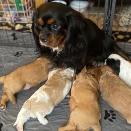 Cordelia - Cavalier King Charles Spaniel