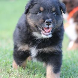 Jackson - Black tri-color male Australian Shepherd puppy in Cookeville, Tennessee from Spring Creek Aussies