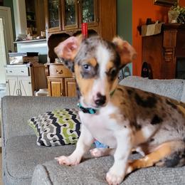 Pebbles - Dachshund