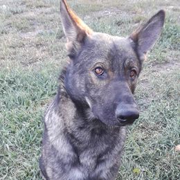 Dillon - German Shepherd