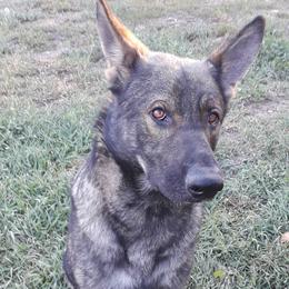 Dillon - German Shepherd
