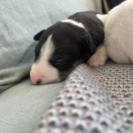Girl 2 - Black brindle and white Miniature Bull Terrier puppy in Corona, California from Joyful_minibulls
