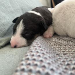Girl 2 - Black brindle and white Miniature Bull Terrier puppy in Corona, California from Joyful_minibulls