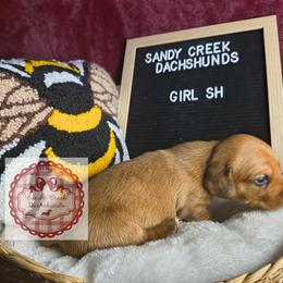 Jessie - Red female Dachshund puppy in Rosanky, Texas from Sandy Creek Miniature Dachshunds