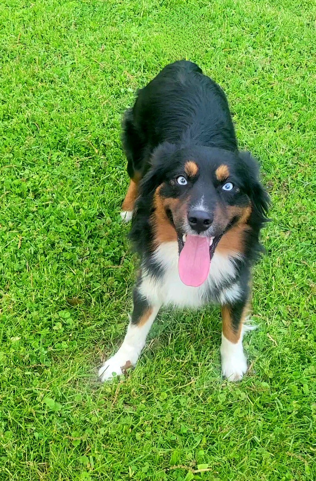 Echo - Miniature Australian Shepherd