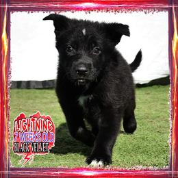 LIGHTNING - Black female German Shepherd puppy in Murrieta, California from Diamond Oaks German Shepherds