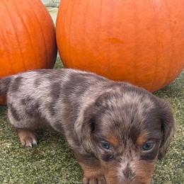 Allspice - Dapple male Dachshund puppy in Springfield, Ohio from LUXEYPUPS