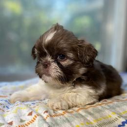 Jeremiah 1650 dollars - Liver and white male Shih Tzu puppy in Cullman, Alabama from Divine Hill Farm