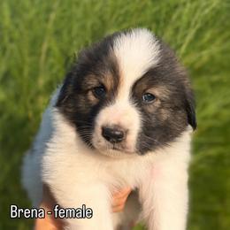 Brena - Tri-color female Karakachan puppy in Hogansville, Georgia from Goshen Highlands