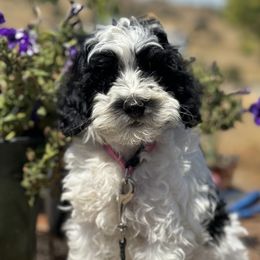 Assorted Doodle Crosses and Poodle Puppies from Denim and Diamond Doodles
