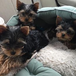 Yorkshire Terriers from Dearinger San Diego Yorkies