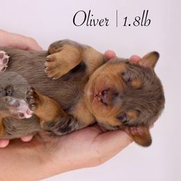 Oliver - Merle male Bernedoodle puppy in Comanche, Texas from Central Texas Doodles, LLC.