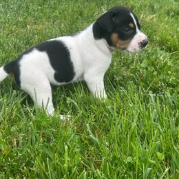 George - White black and tan male Rat Terrier puppy in Canandaguia, New York from Mary ann Whipple's Old Dominion Terriers