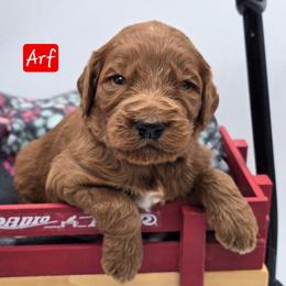 Arf - Red  male Goldendoodle puppy in Neillsville, Wisconsin from Granton Creek