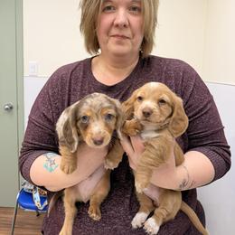 Dachshund Puppies from Royal Roads Miniature Dachshundd