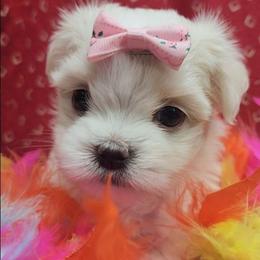 Sophie - White female Maltese puppy in The Villages, Florida from My Precious Pups