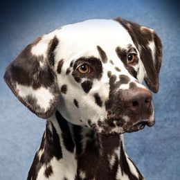 Dalmatians from First State Dalmatians