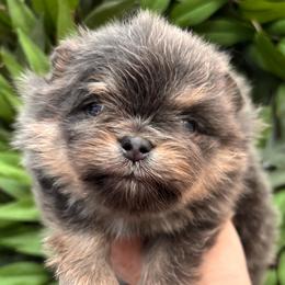 Blue and tan king - Blue and tan male Pomeranian puppy in Fayetteville, North Carolina from Tar-heel Poms