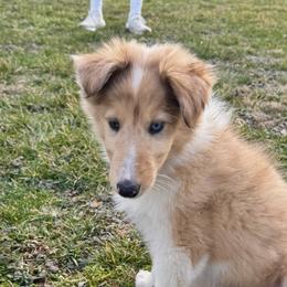 Denim - Sable merle and white female Collie puppy in Charleston, West Virginia from Tucker Creek Collies