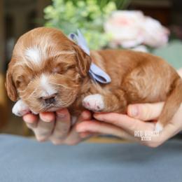 Sprout - Red  male Goldendoodle puppy in Salado, Texas from Red Ranch Dogs