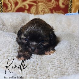 Kindle - Brindle and white male Shih Tzu puppy in Lake City, South Carolina from Precious Lil Tzus