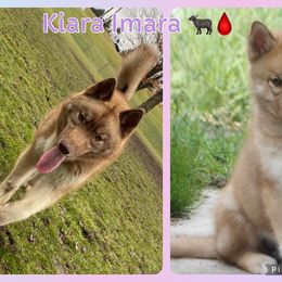 Siberian Husky Puppies from Bleu Skies Siberian Huskies